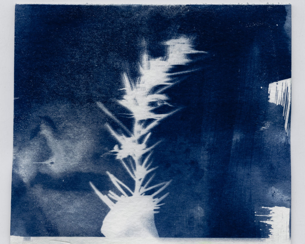 Cyanotype Print Cameraless Photography