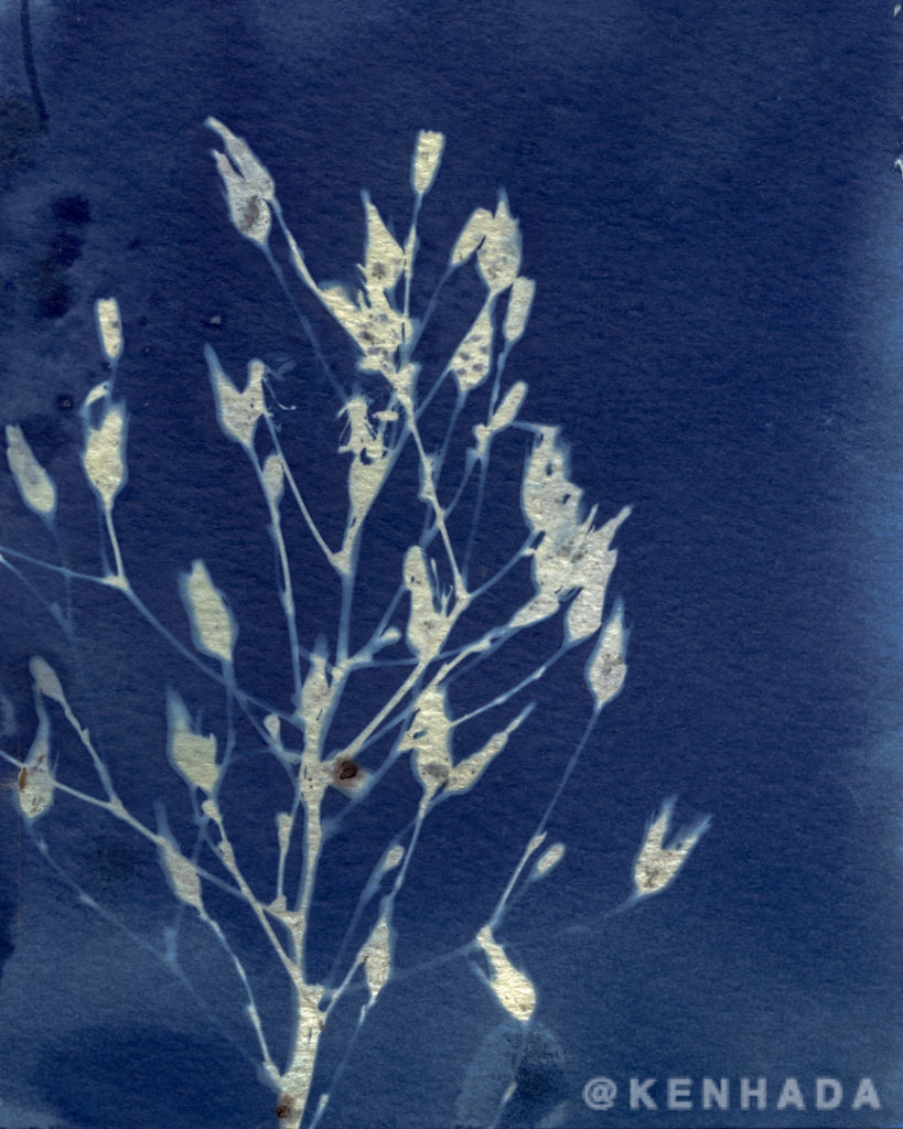 Weed Only cyanotype print series