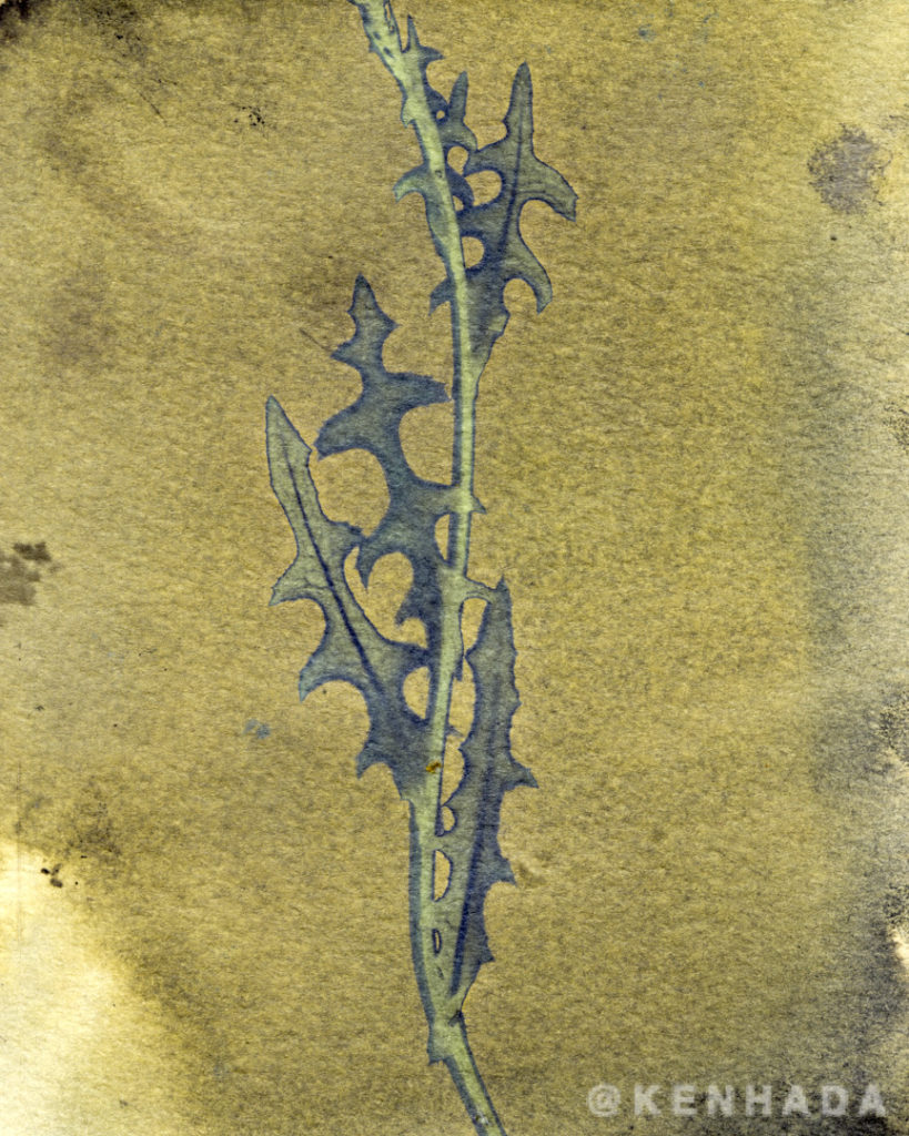 Weed Only cyanotype print series